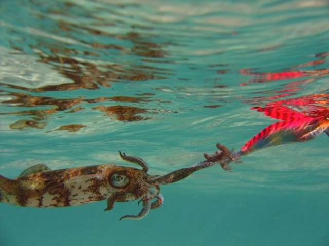 squid in quobba